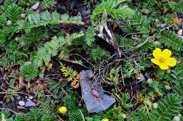 Medicinal Plants | Mushroaming - Daniel Winkler's Webpages